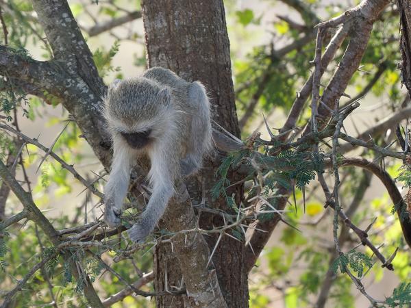 <h3>Chlorocebus pygerythrus / Vervet monkey / Blauwaap</h3>OM-1 Mark II with OLYMPUS M.150-400mm F4.5, 1/2000 sec at F4.5, ISO 2500, distance 7.90 m